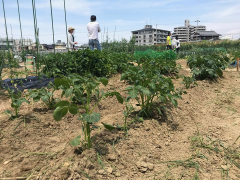 ジャガイモの手入れ