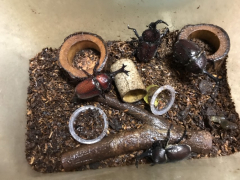 カブトムシ