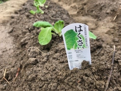 ふれあい農園にて、白菜苗植え