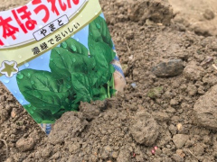ほうれん草の種