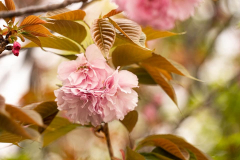 フォービック 4月も宜しくお願いします。 フォービック 4月も宜しくお願いします。