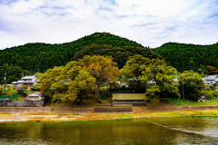 吉野の紅葉