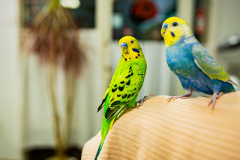 手乗りインコちゃん達に癒されました