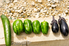 堺泉北ふれあい農園にて夏野菜の収穫