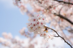 4月新学期、新年度の皆様、どうぞよろしくお願いします。