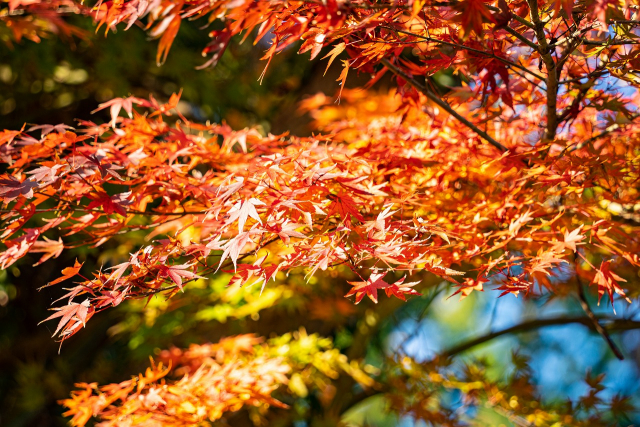 仙台の紅葉がとてもきれいでした。