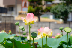 家原寺にて 家原寺にて