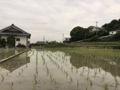 田植え