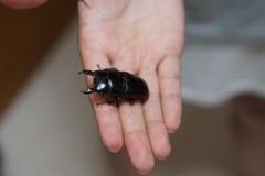 クワガタが成虫に！